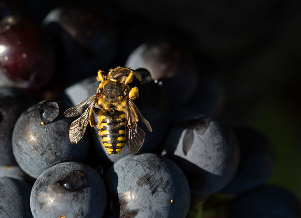 Dall'amore per la vigna e gli antichi saperi dell'arte enoica, la viticoltura biologica  della famiglia Moretti Cuseri