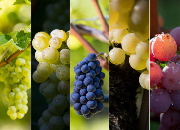 Vitigni di punta e vini da degustare per scoprire le migliori espressioni delle cinque varietà di San Michele Appiano