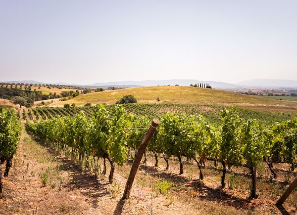 Nei vini di Poggio Al Lupo l’essenza della Maremma Toscana a firma della famiglia Moretti Cuseri
