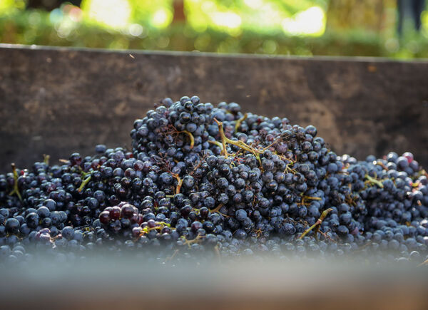 Vendemmia 2020 a Fontanafredda. Andrea Farinetti: «Produzione nella media e ottima qualità delle uve»