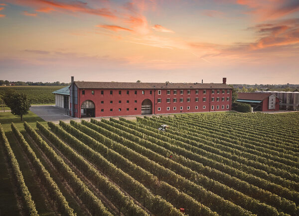 Con il suo Pinot Bianco pluripremiato, Le Monde porta il Friuli più autentico a un pubblico globale.