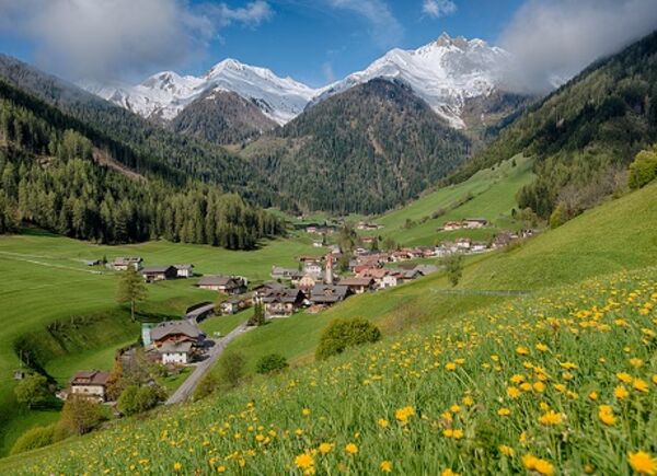 I preziosi tesori dell’area vacanze Valle Aurina: dal progetto Taufrisch, alla scoperta delle erbe di montagna.