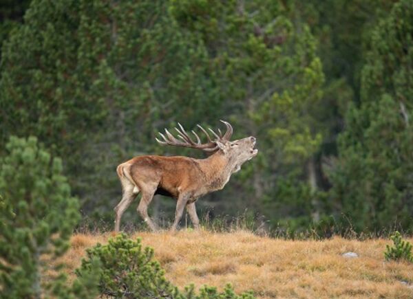 Il bramito dei cervi nei boschi dorati dal foliage: un autunno con i percorsi proposti dall’hotel Bella Vista.