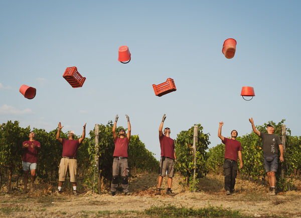 Vendemmia 2022 a Vallepicciola, l’enologo e Direttore Generale Alessandro Cellai: «Qualità assicurata per tutte le varietà d’uva».