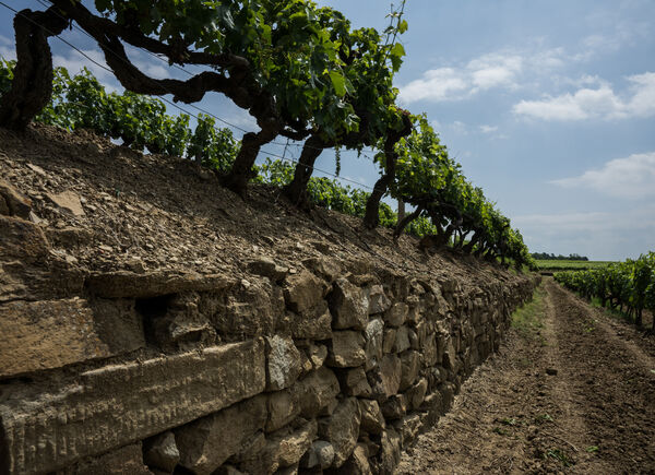 Crognolo, il vino di Tenuta Sette Ponti che porta nel DNA quello della storica Vigna dell’Impero