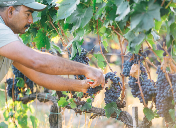 Vendemmia 2024: quantità sotto la media, ma grande qualità delle uve nonostante l’instabilità climatica.