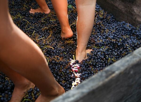 Fontanafredda presenta la Festa della Vendemmia 2023 #landoflove - Fiducia nella terra, sabato 9 settembre