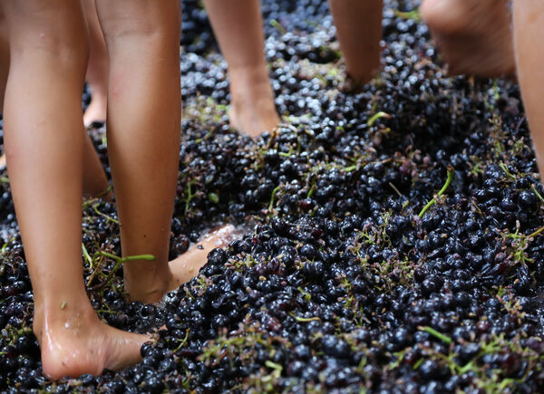 Festa della Vendemmia sabato 12 e domenica 13 settembre a Villaggio Fontanafredda