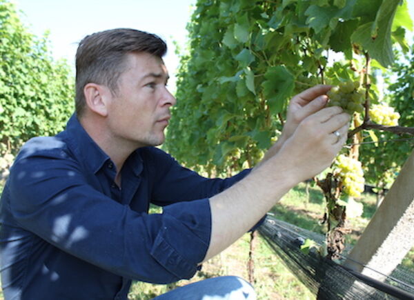 Il Sauvignon Nals Margreid. Un vino bianco di grande struttura e carattere tutto da scoprire.