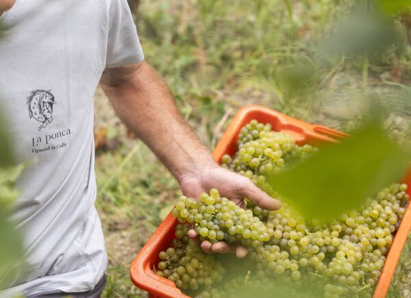 Vendemmia 2025, il racconto di un’annata promettente dalle voci di 8 cantine simbolo di eccellenza.