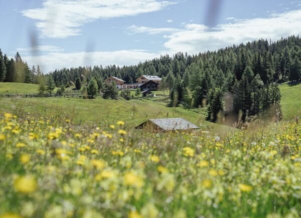 Malghe in Fiore: il fascino della primavera nell’Area Vacanze Sci e Malghe Rio Pusteria.