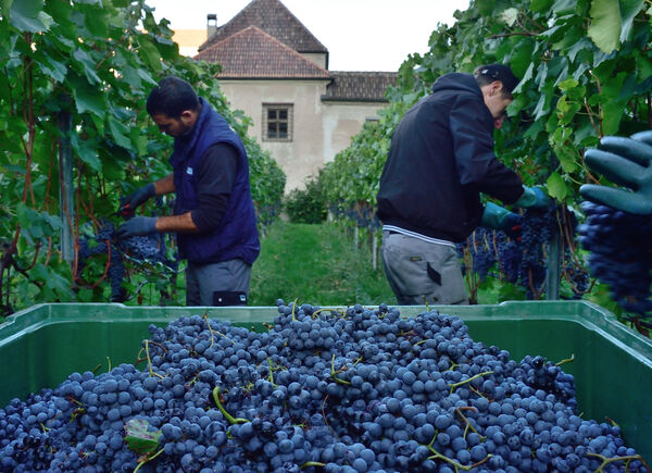 Vendemmia 2026: la viticoltura di precisione al banco di prova tra Albania, Chianti Classico e Alto Adige.