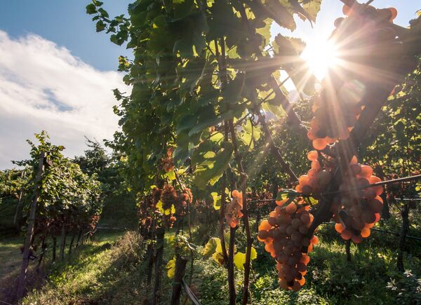 2019, ottima annata per i vini Nals Margreid tra eleganza e qualità