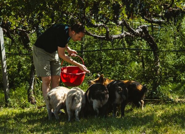 Suini Kunekune “ottimizzatori del suolo” nella Tenuta Baron Longo.