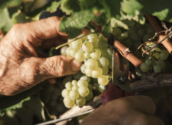 Vendemmia anticipata: la nuova normalità del vino italiano? Il punto di vista di sei cantine.