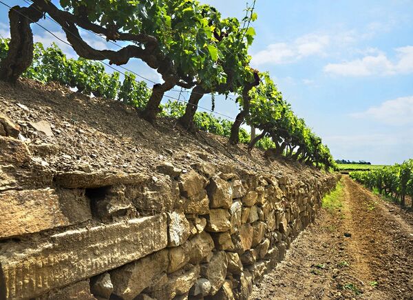 Vigna dell’Impero 2018 En Primeur di Tenuta Sette Ponti al Vinitaly 2022