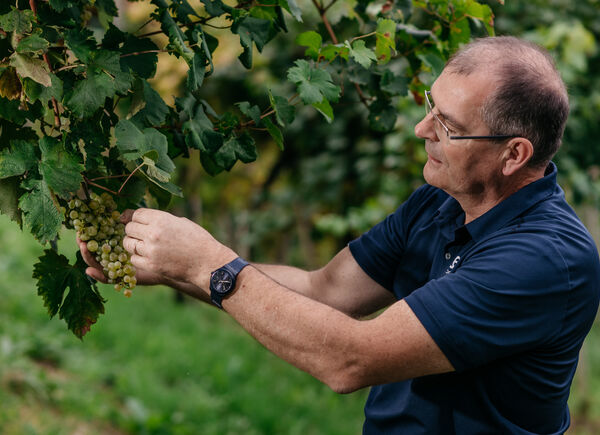 Vendemmia 2022, La Farra: raccolta di uve Glera di assoluta qualità nell’area centrale di Conegliano Valdobbiadene da cui provengono le selezioni per la produzione del Valdobbiadene DOCG