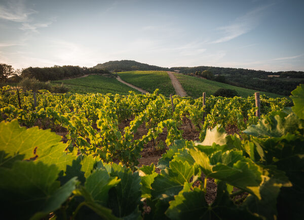 Ampeleia Vini e Cucina, il nuovo progetto gastronomico maremmano della rinomata cantina toscana.