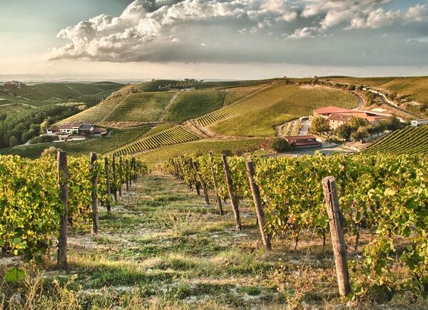 120 ettari di vigneti in un territorio “patrimonio dell’Unesco”: la culla dei vini classici piemontesi di Ricossa