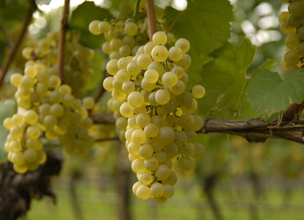 Lo Chardonnay della cantina Nals Margreid