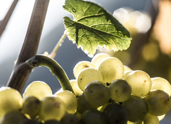 Un grande vino internazionale: il Pinot Bianco Nals Margreid