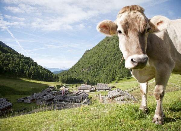 Sentiero del Latte nell’area vacanze sci & malghe Rio Pusteria in Alto Adige